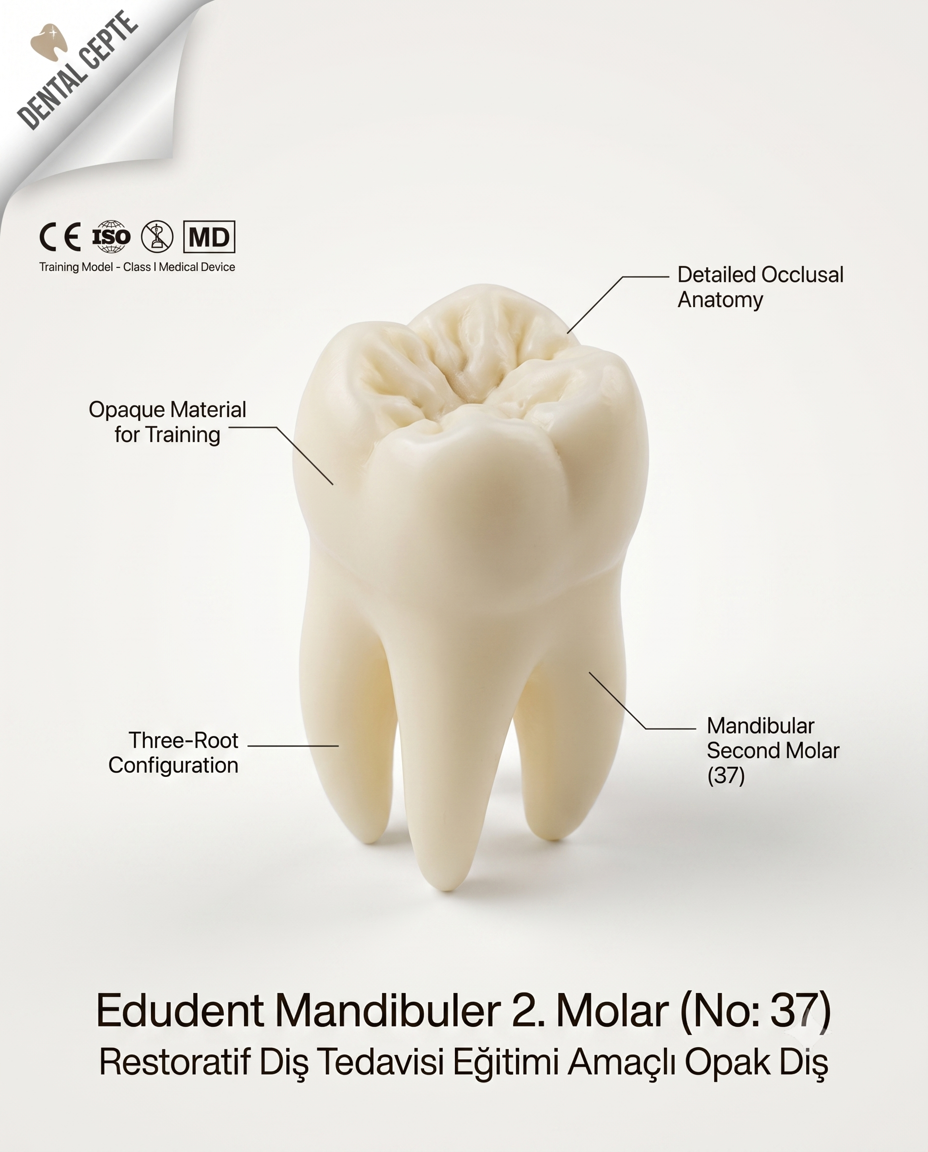 RestoPrep 37 Numara Diş 1 AdetEDUDENT DENTALRestoPrep 37 Numara Diş 1 Adet -  DENTAL CEPTE