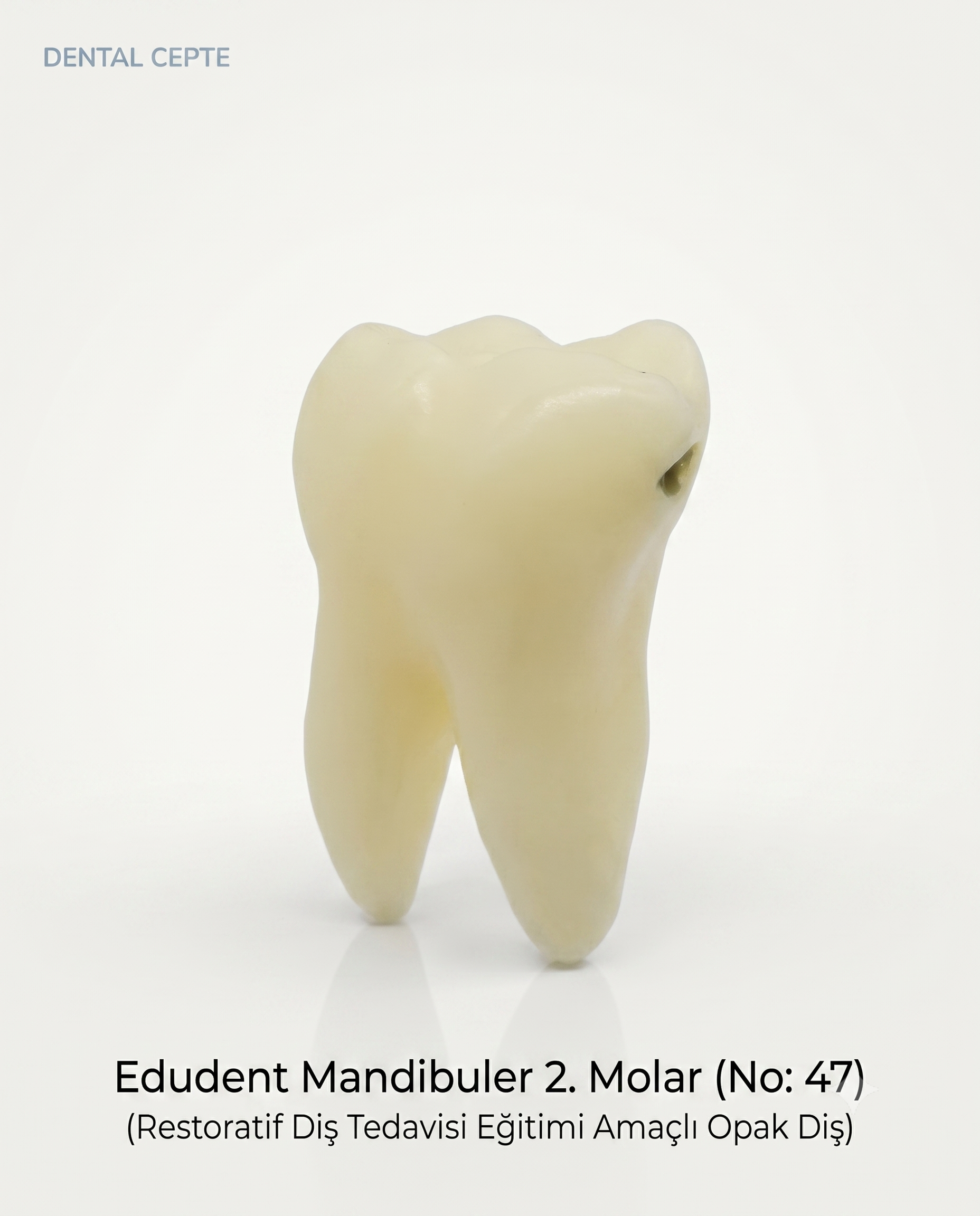 RestoPrep 47 Numara Diş 1 AdetEDUDENT DENTALEdudent Restoprep Yedek dişler - DENTAL CEPTE