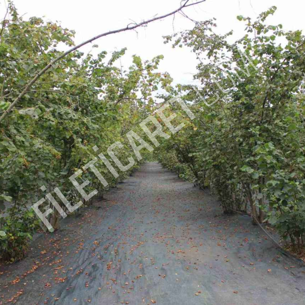 %75- Fındık Toplama Filesi - Yeşil