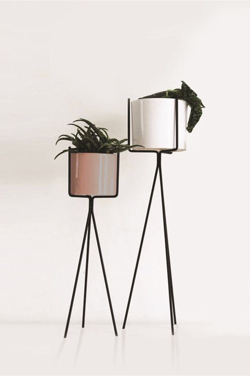 Siyah Saksılık büyük