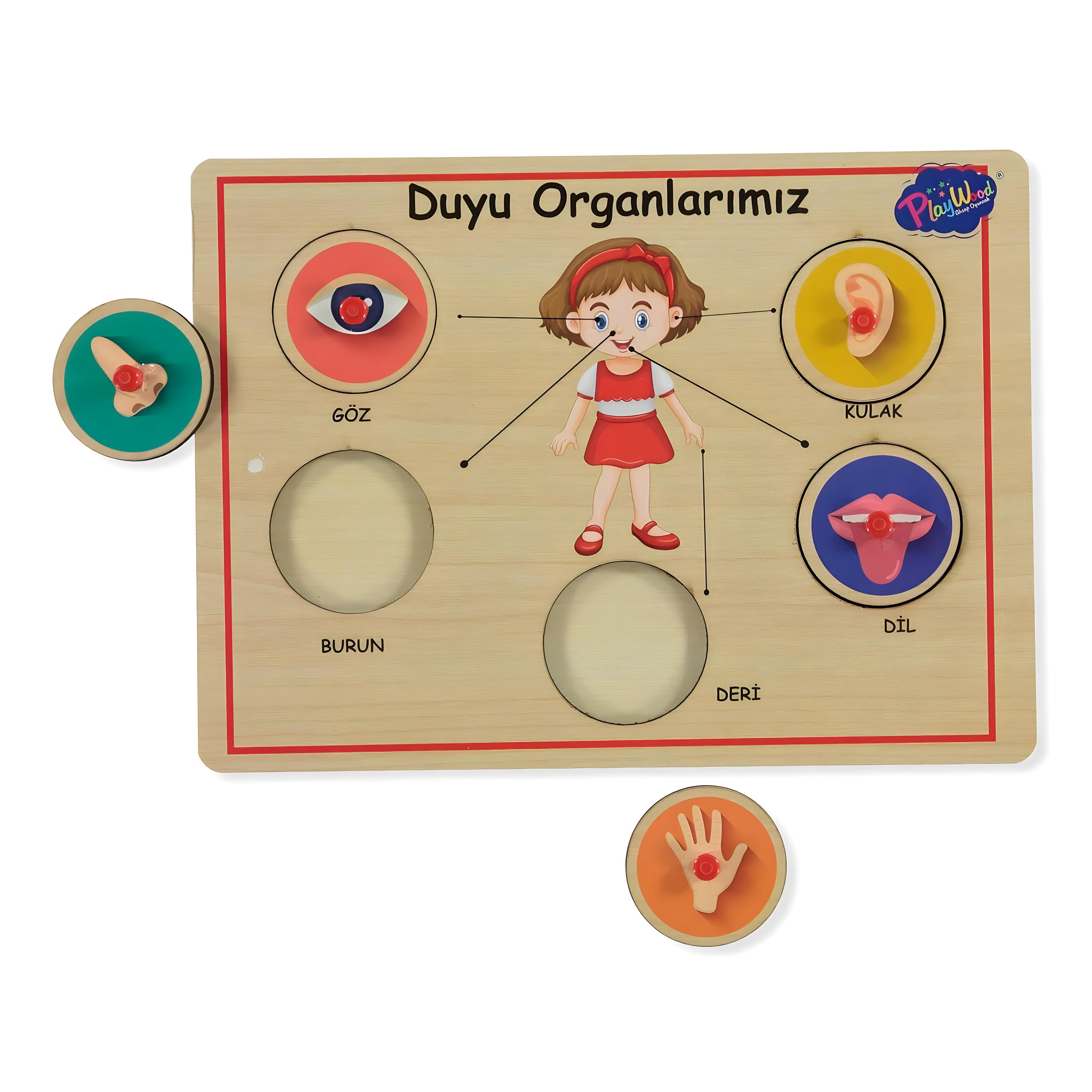 AHSAP TUTMALI ORGANLAR Diğer ONY 166