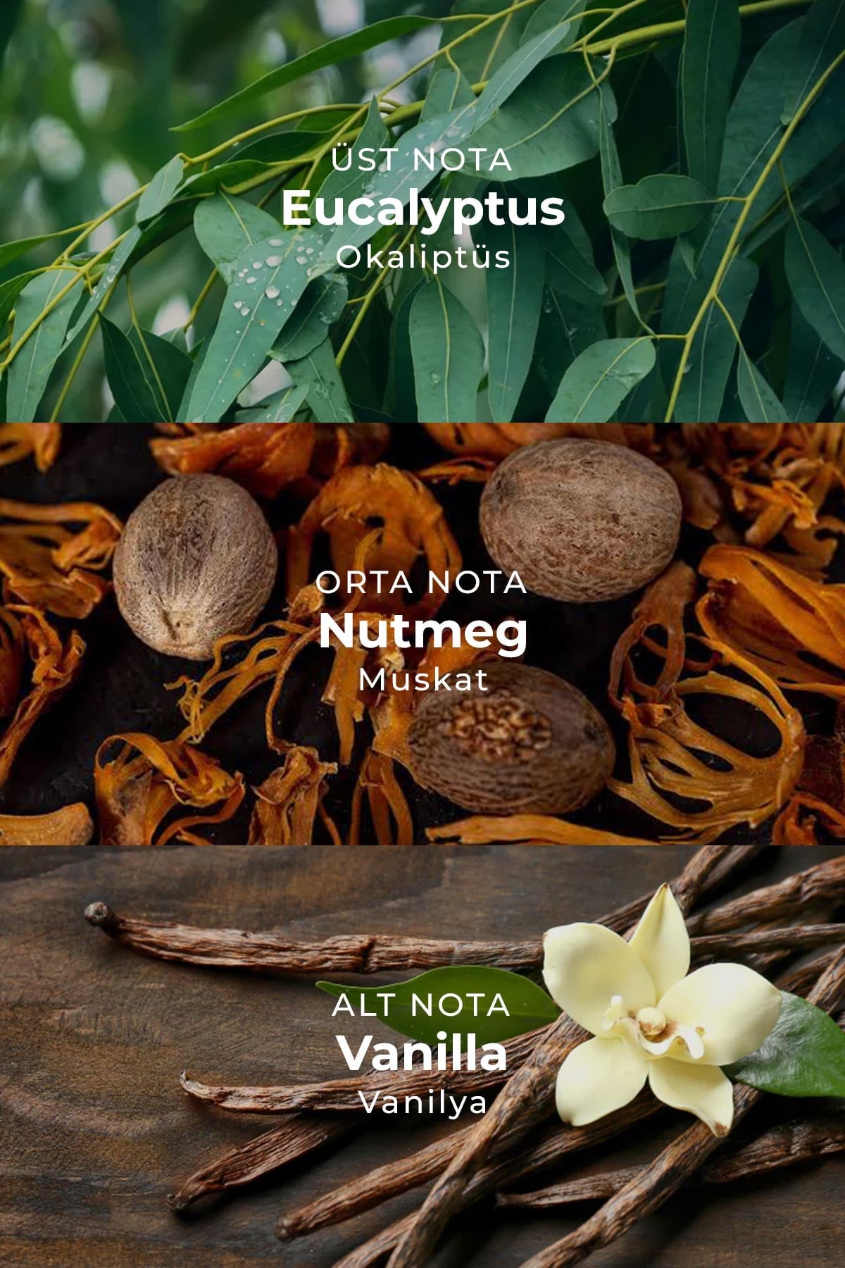 AI Fragrance Sahria EDP Kadın Parfüm 50ml | Mandalina | Nutmeg | Floral | Vanilya | Woody