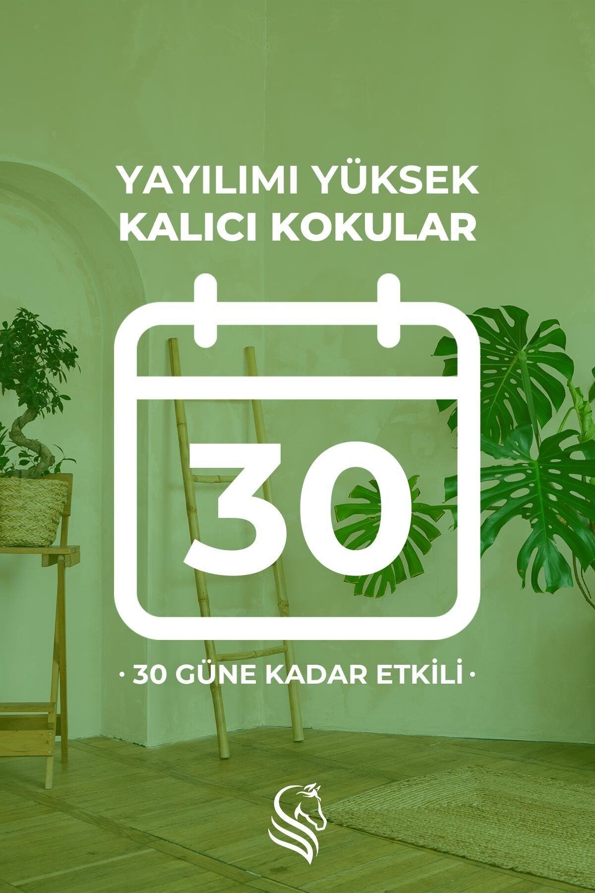 Evcil Hayvan Özel Koku Seti Köpek Mango 100ml Oda Kokusu ve 400ml Oda Spreyi