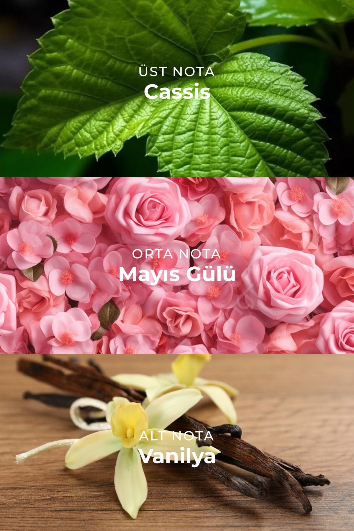 Harmony Vanilla Edp Kalıcı Kadın Parfüm 100ml | Meyveli | Cassis, Gül, Paçuli, Vanilya