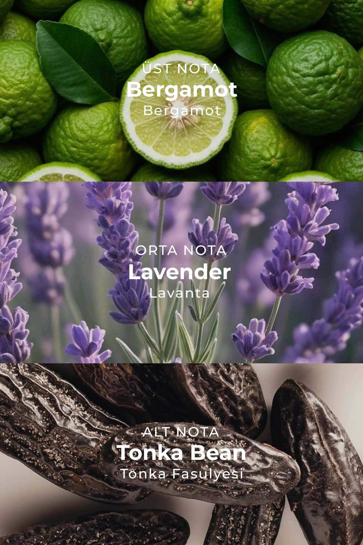 House of Dreams Forest Lullaby Erkek Parfüm EDP 50 ml | Elma | Bergamot | Lavanta | Adaçayı | Sedir | Vetiver