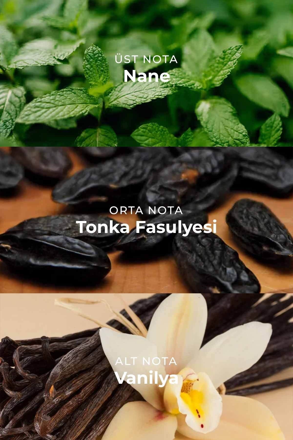 M008 Erkek Parfüm EDP 50ml | Tatlı & Maskülen | Nane, Yeşil Elma, Limon, Tonka, Vanilya, Sedir