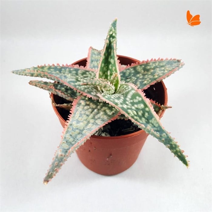 Aloe Bright Star