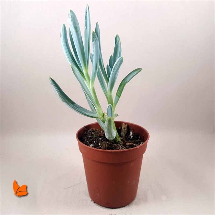 Senecio Serpens (kleinia repens)