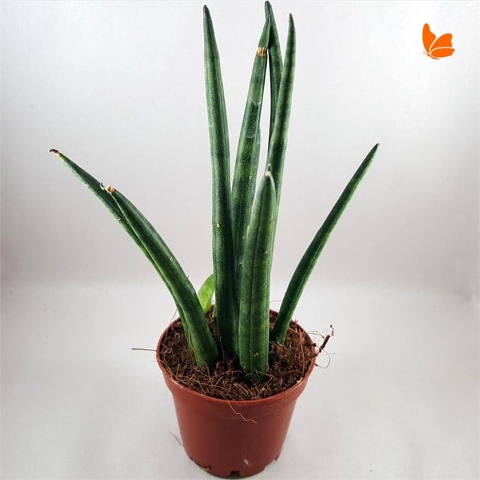 Sansevieria-1