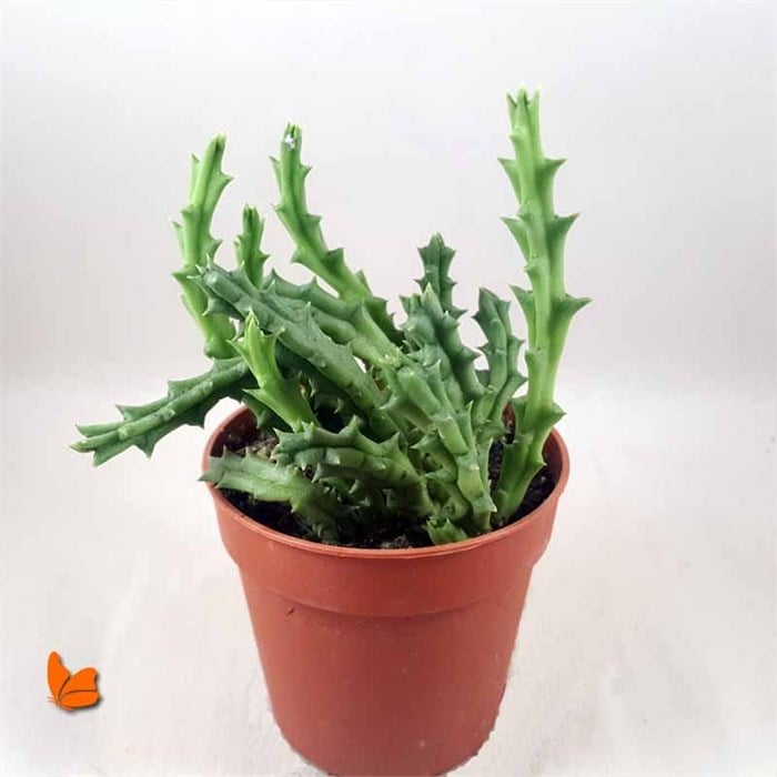Stapelia