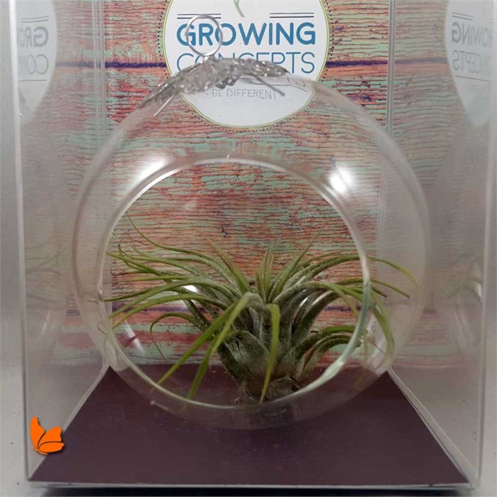 Askılı Air plant