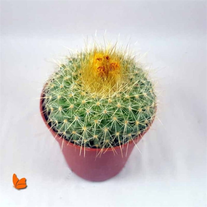 Parodia Graessneri