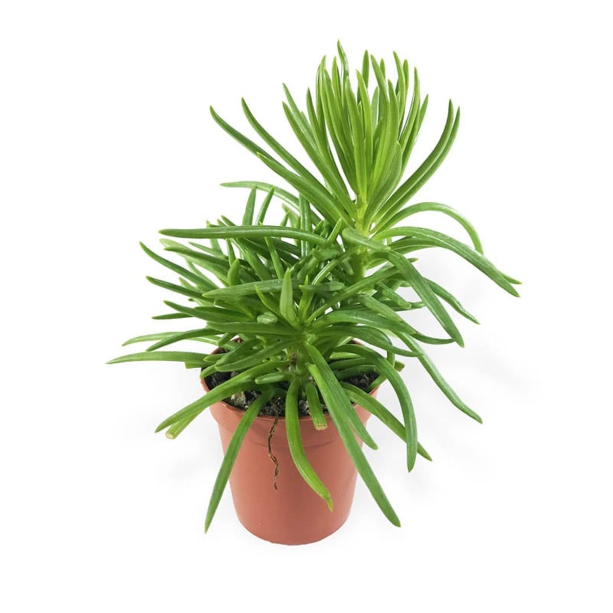 Sivri Yaprak Peperomia