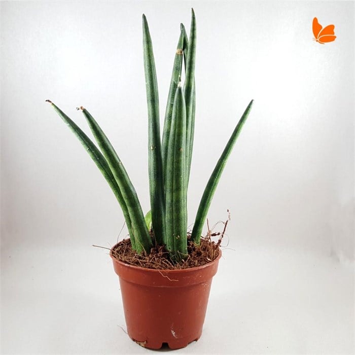Sansevieria-1