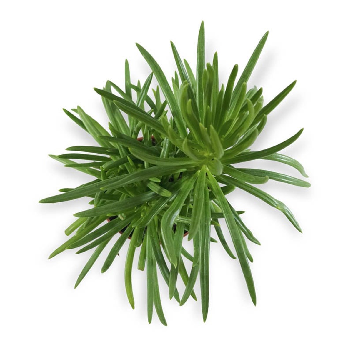 Sivri Yaprak Peperomia