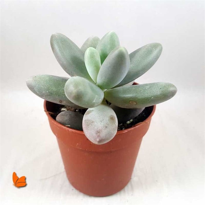 X Pachyveria Powder Puff
