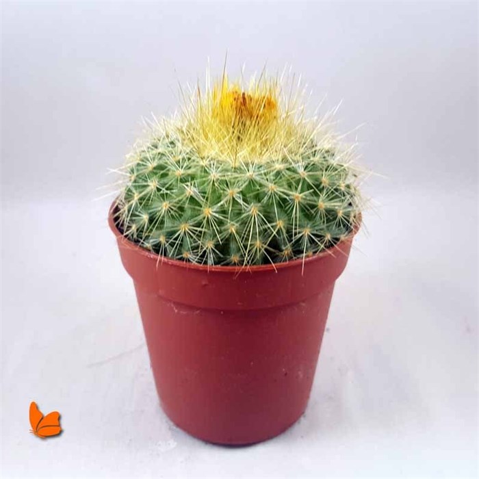 Parodia Graessneri