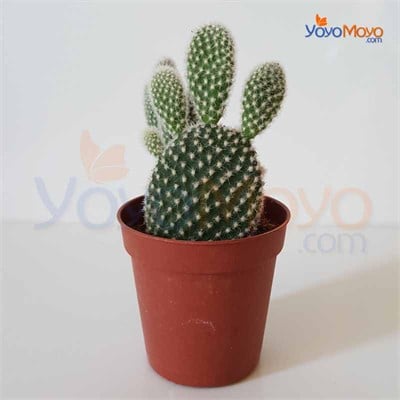 Opuntia Microdasys Albata