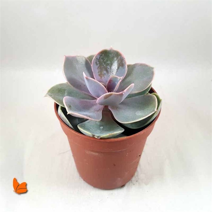 Echeveria Perle Von