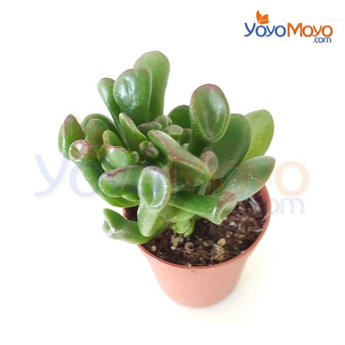 Crassula Gollum