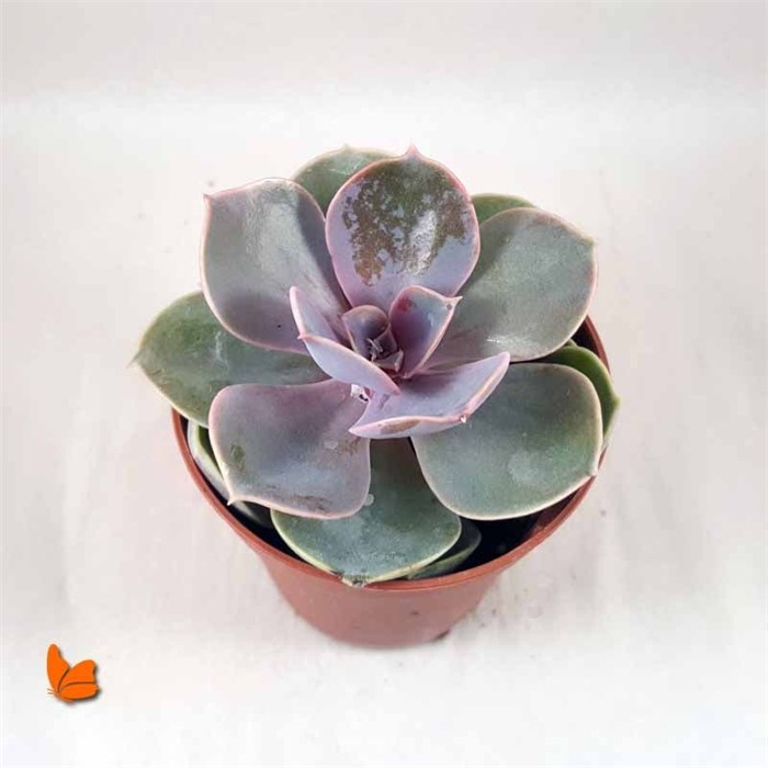 Echeveria Perle Von