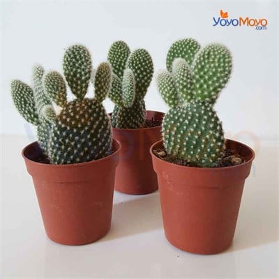 Opuntia Microdasys Albata
