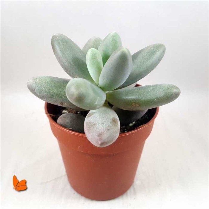 X Pachyveria Powder Puff