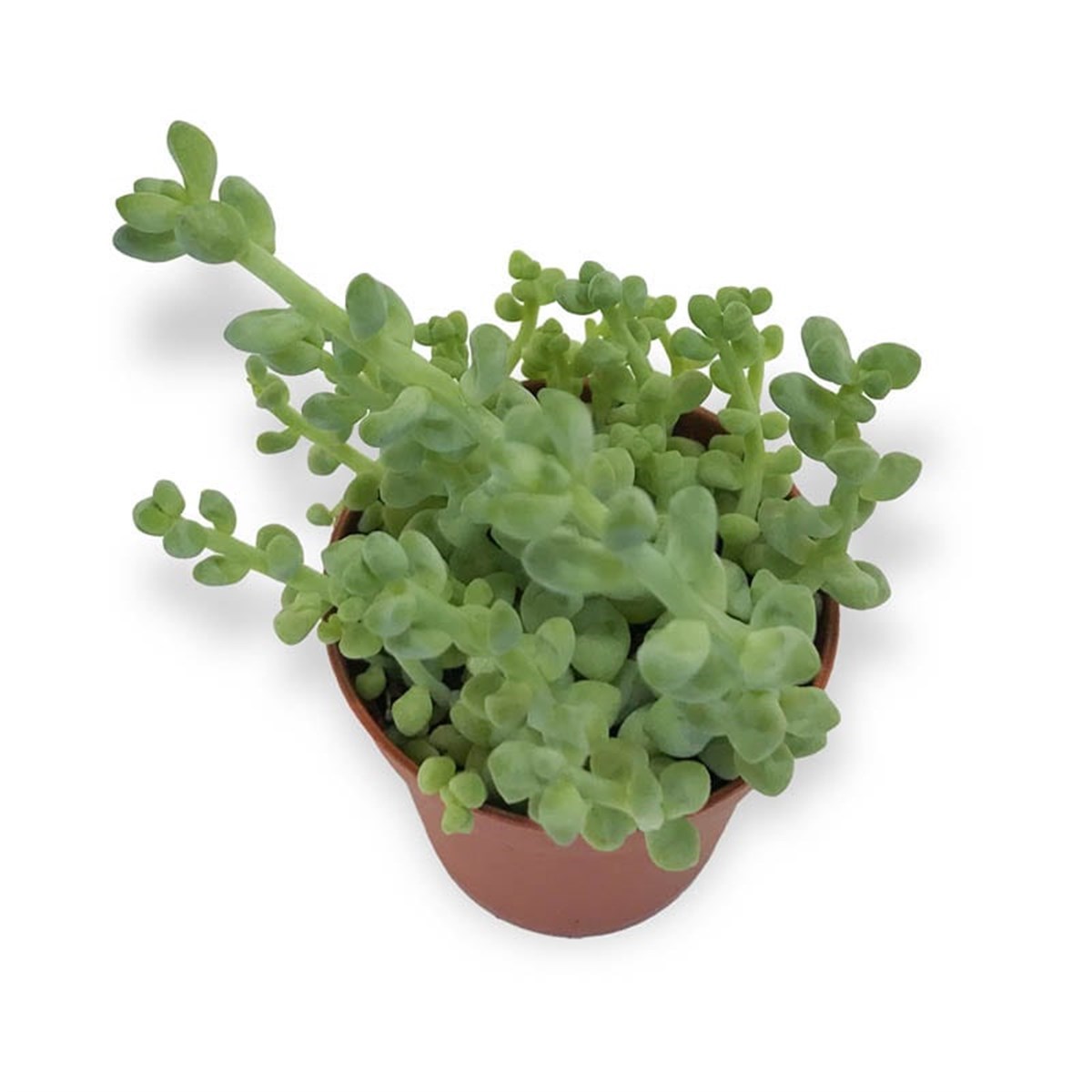 Sedum Stahlii