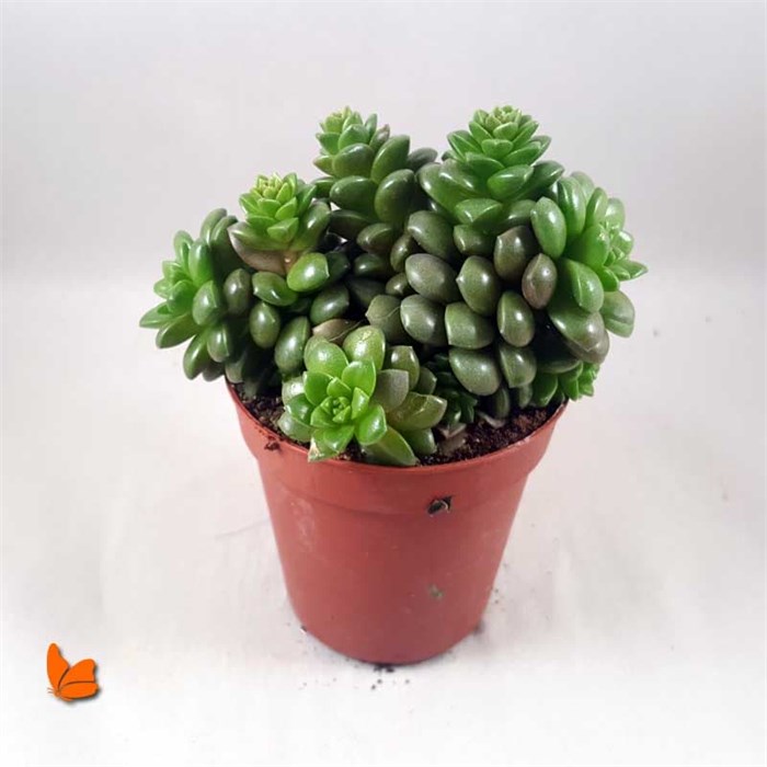 Anacampseros Retusa