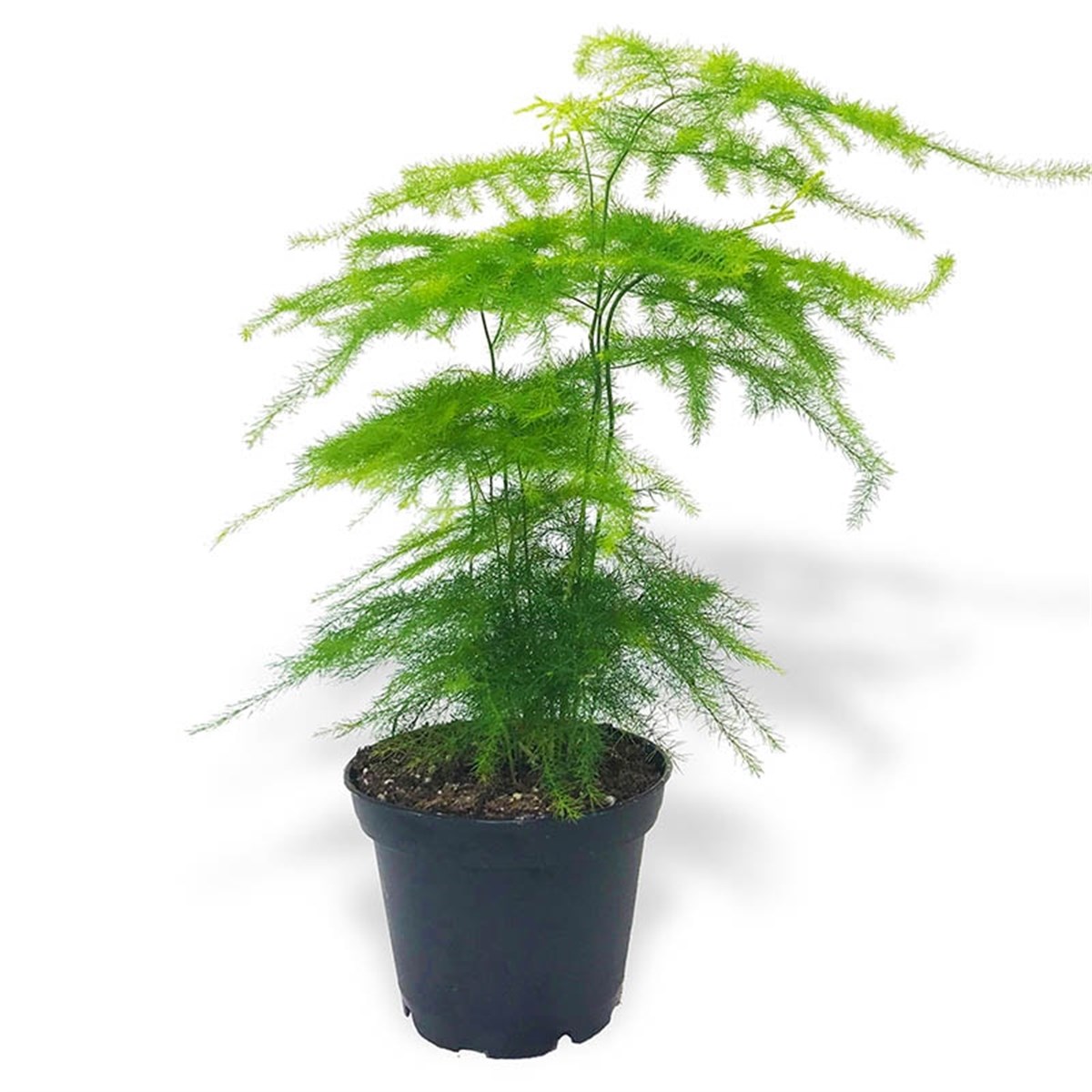 Asparagus