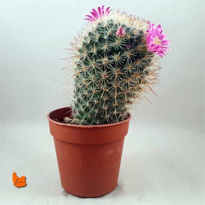 Mamillaria (Pembe Çiçekli)