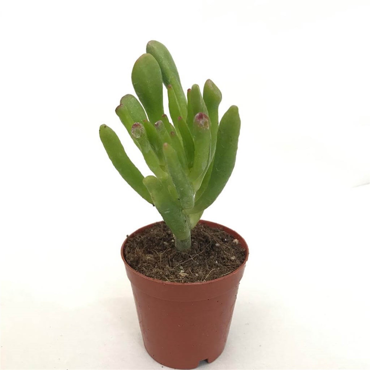 Crassula Gollum