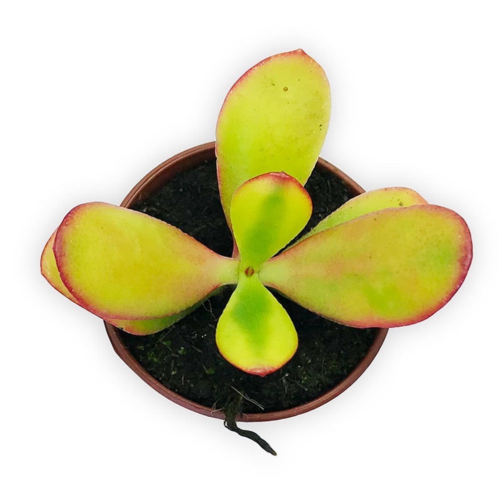 Crassulla