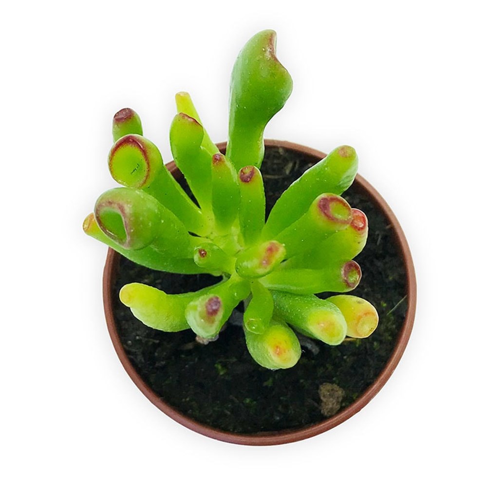 Crassulla