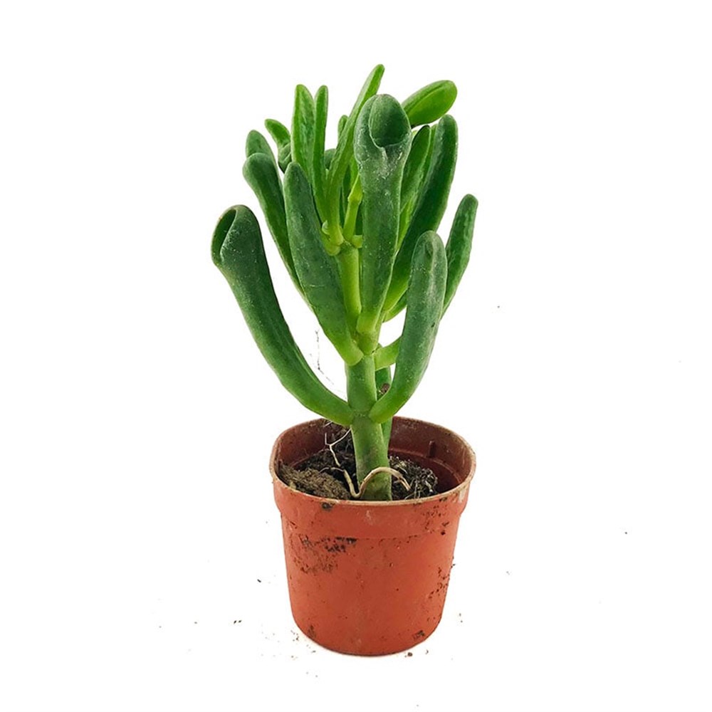 Crassulla