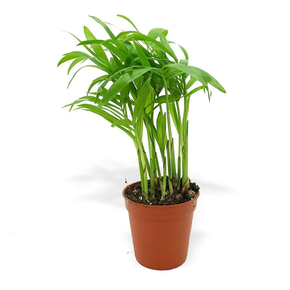 Dağ Palmiyesi Chamadora