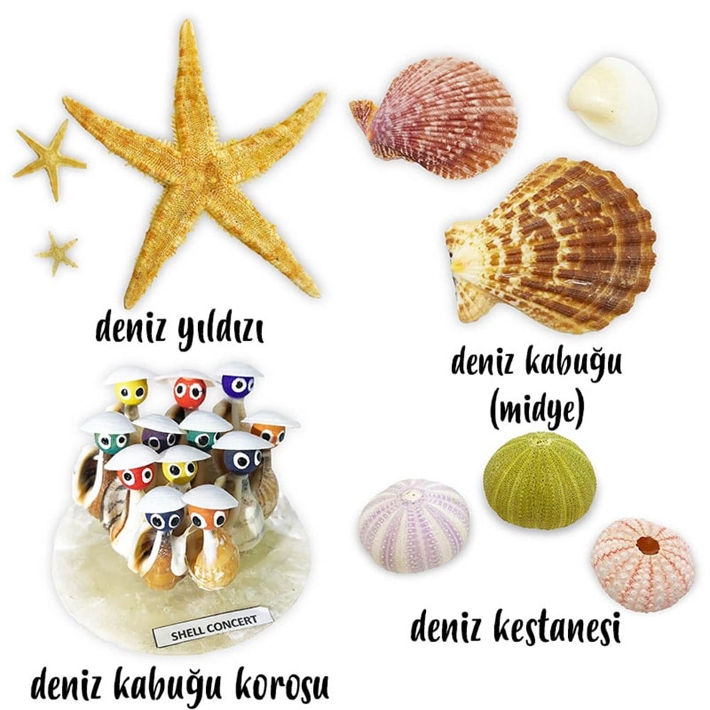 Deniz Canlıları