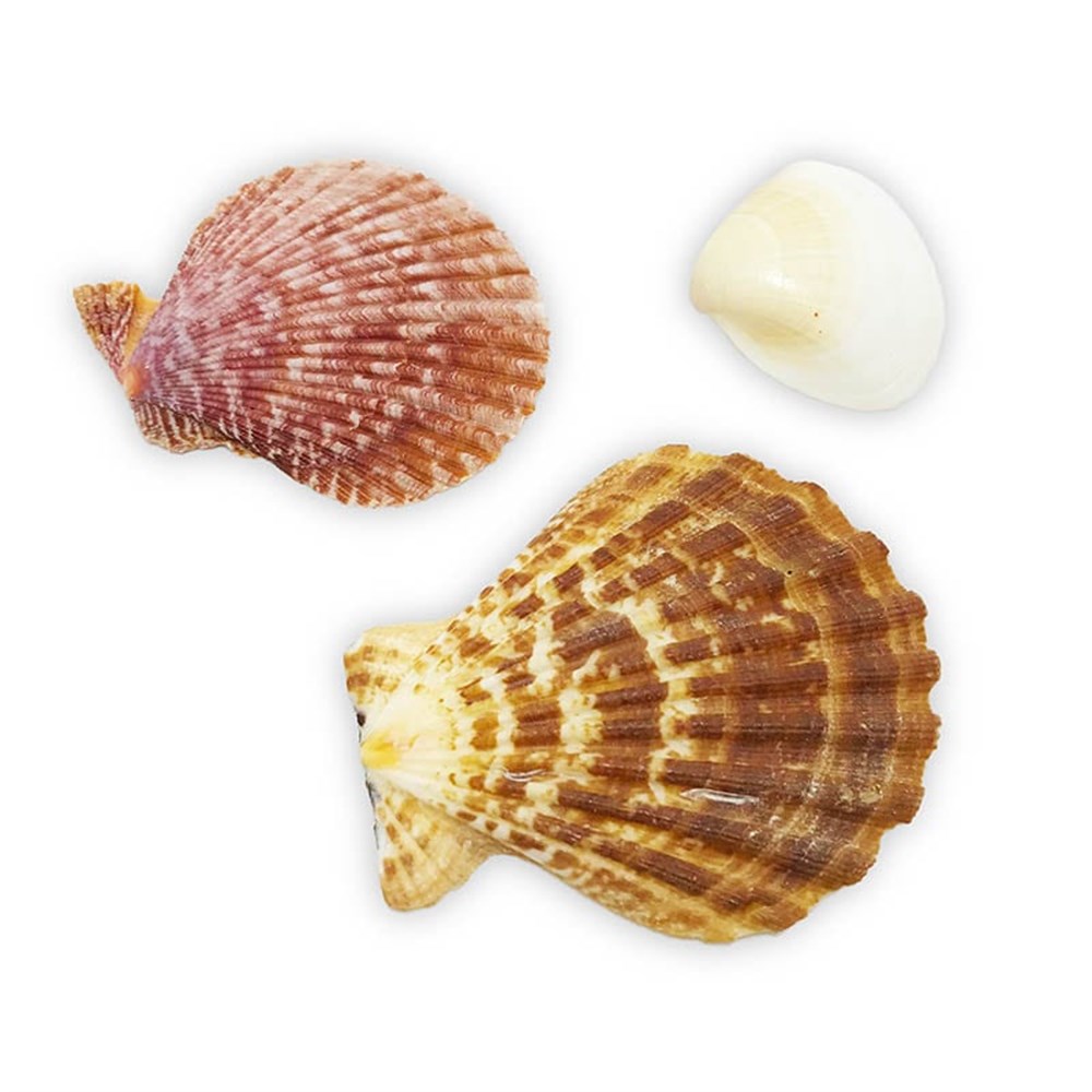 Deniz Canlıları