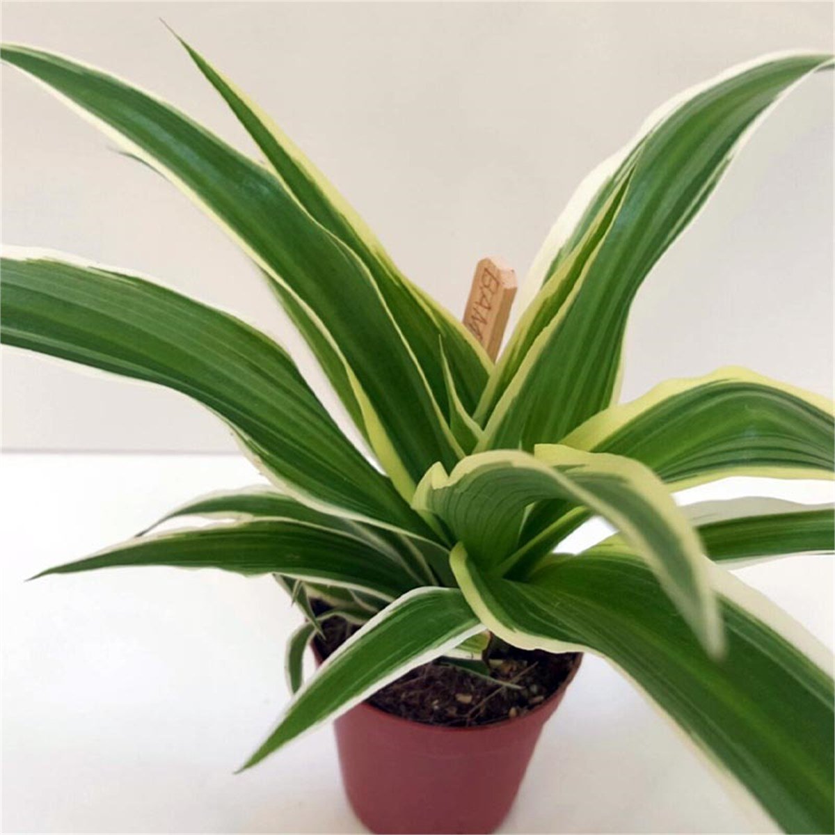 Dracena