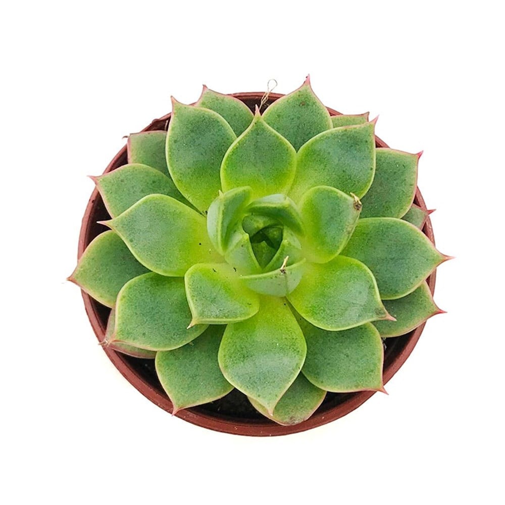 Echeveria