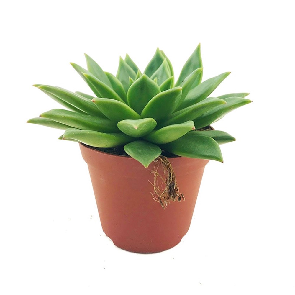 Echeveria