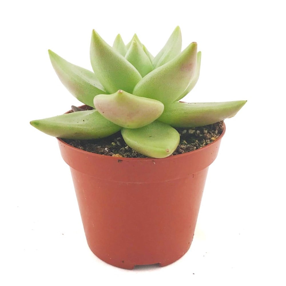 Echeveria Agavoides EBONY