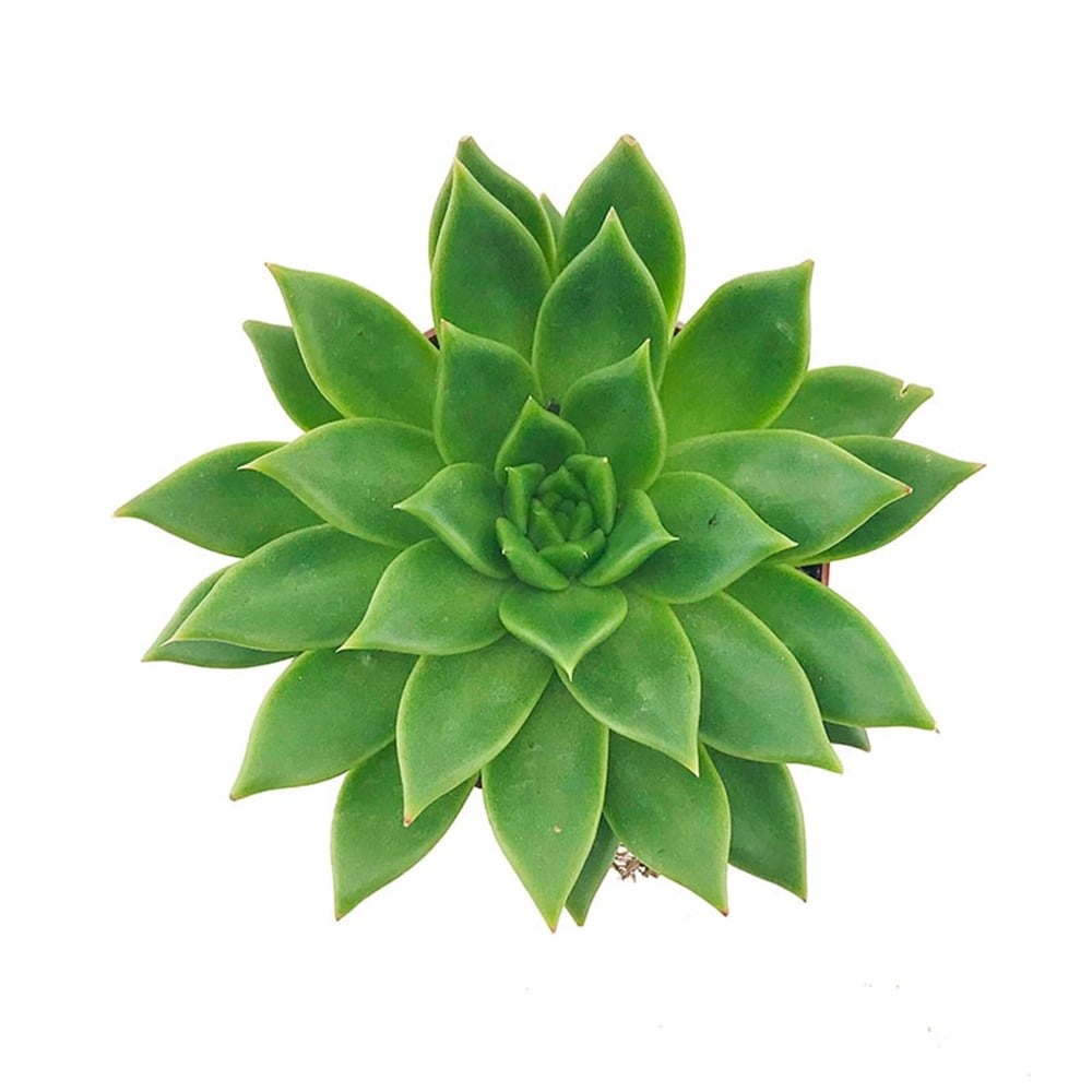 Echeveria