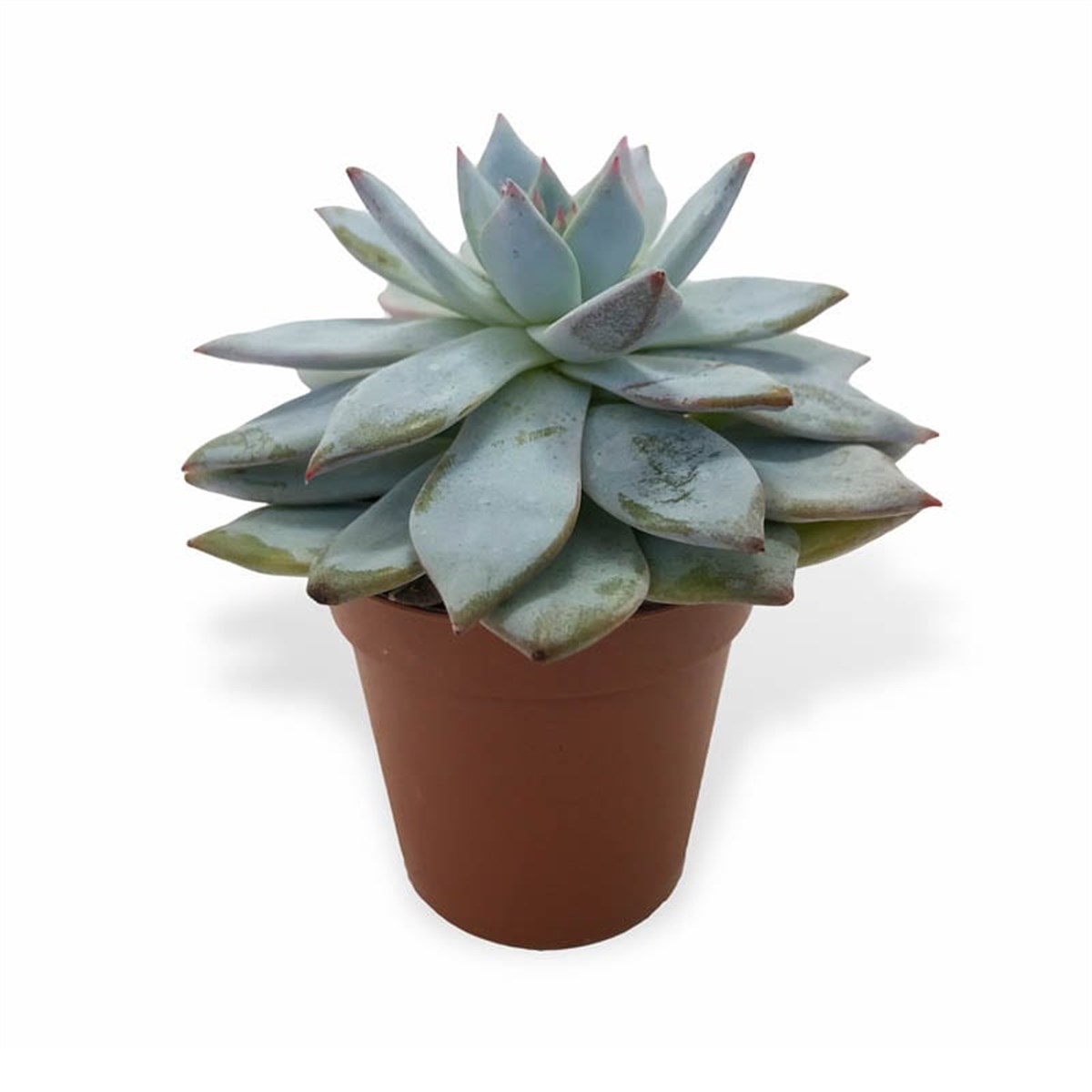 Echeveria Elegance