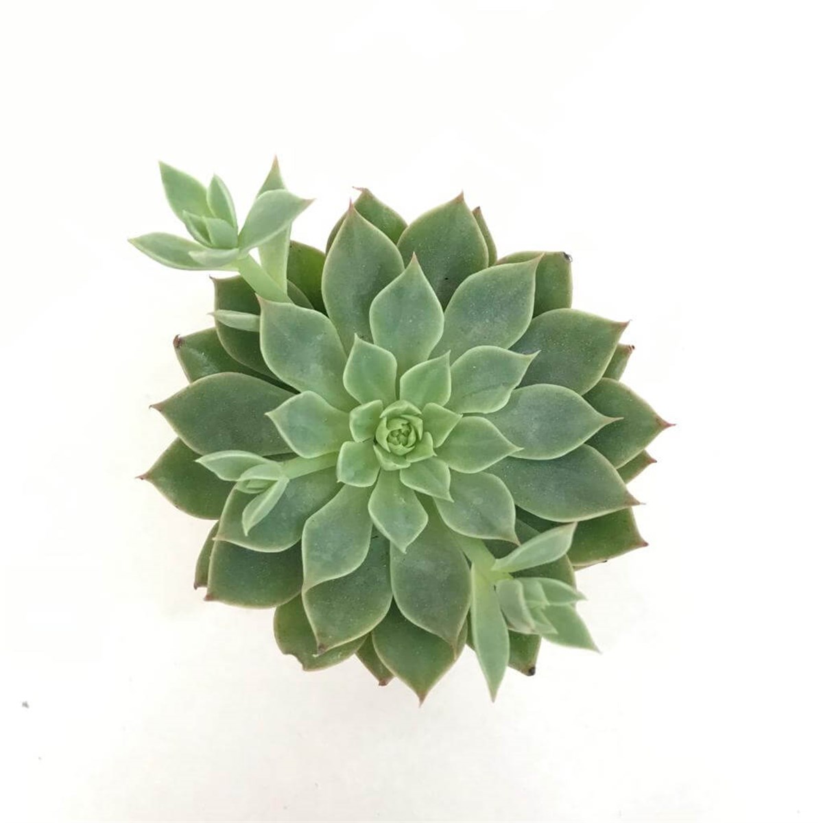 Echeveria Glauca