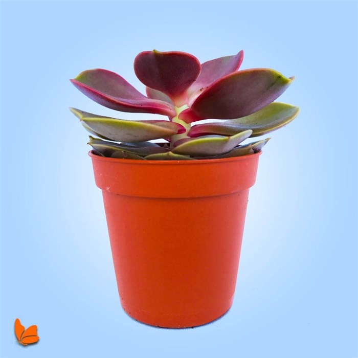 Echeveria Perle Von