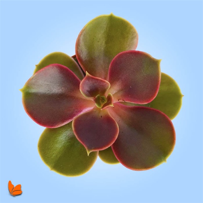 Echeveria Perle Von