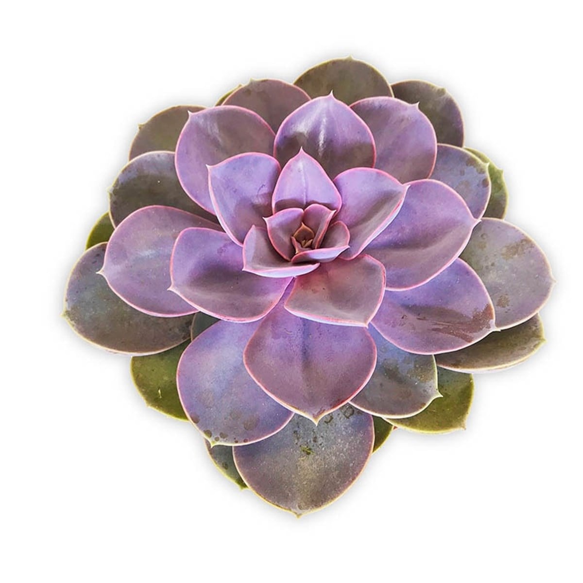Echeveria Perle Von L