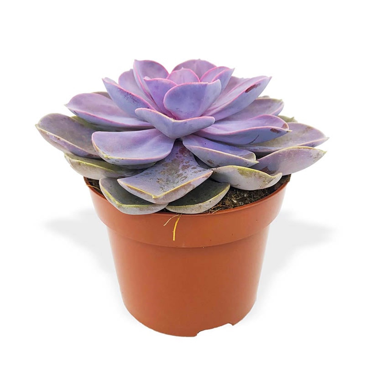 Echeveria Perle Von L