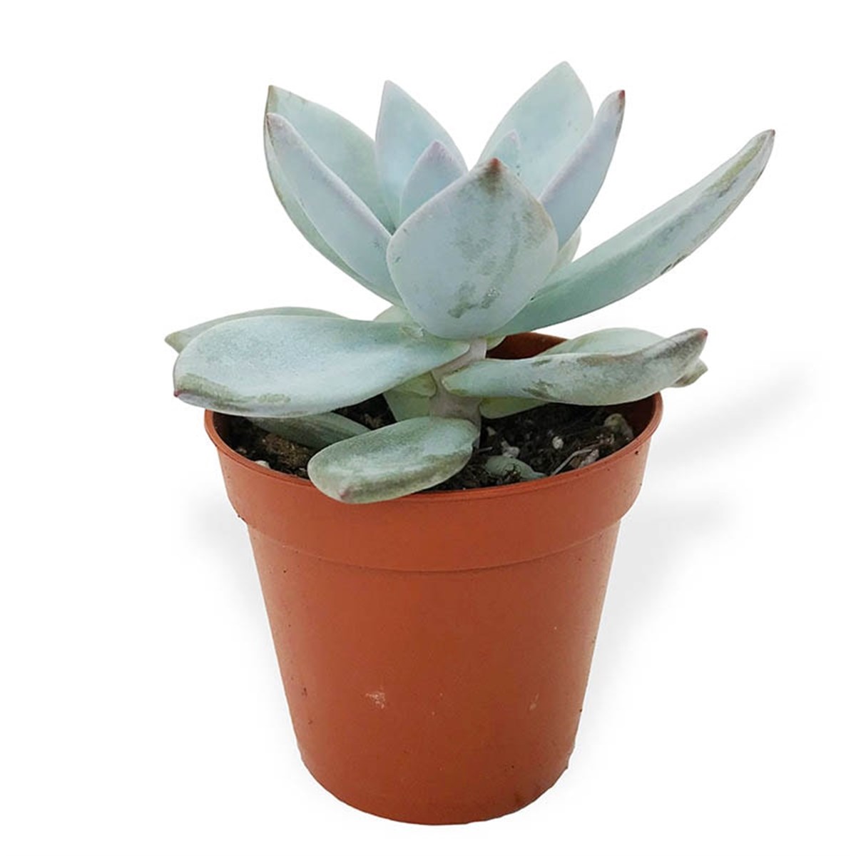 Echeveria Soft Blue